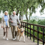 Bone Breaks Are Up Among Older Adults Walking Dogs